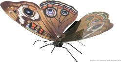 Metal Earth Buckeye Butterfly - Mega Games Penrith